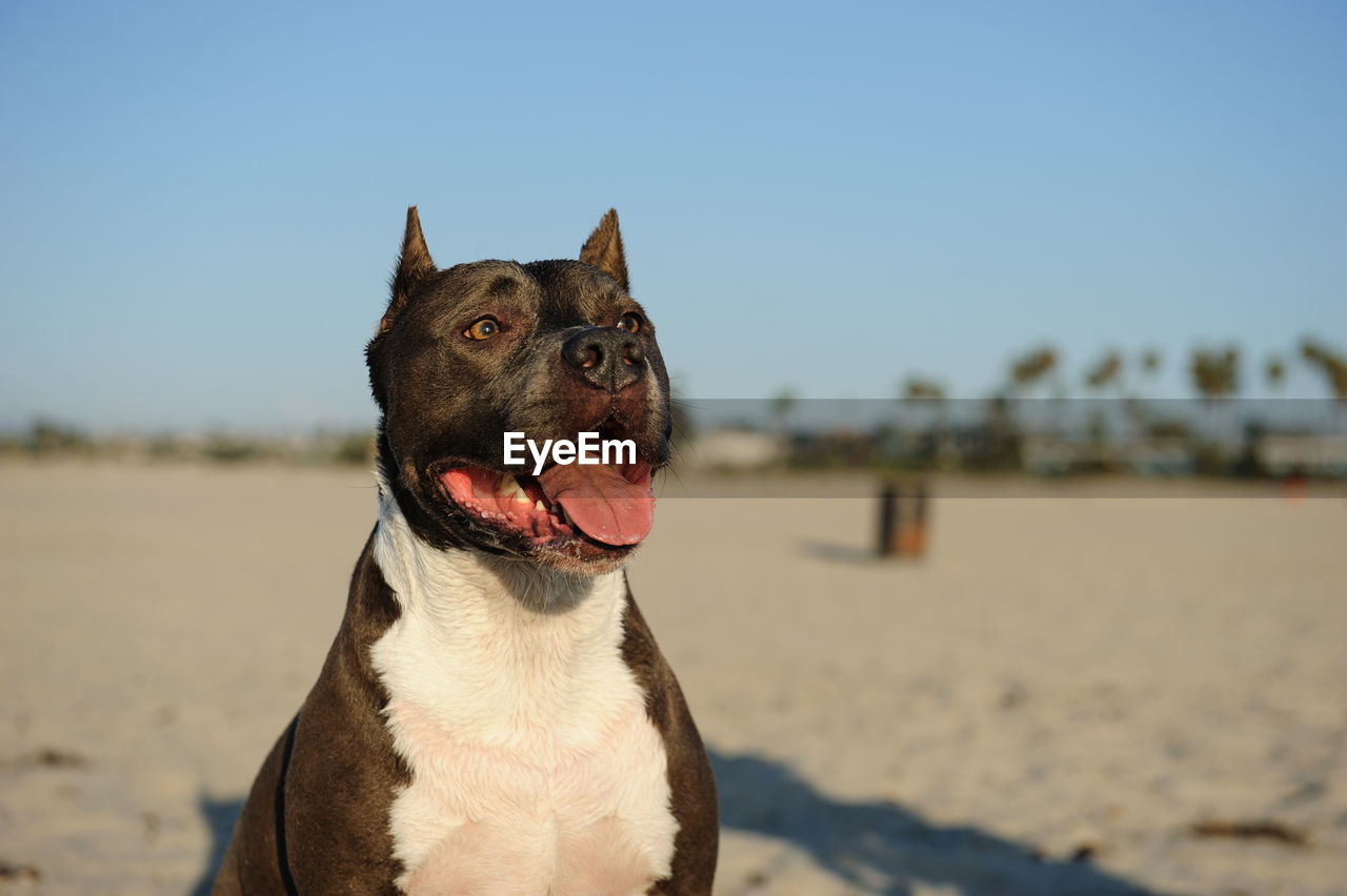 CLOSE-UP OF DOG ON SAND AT BEACH AGAINST CLEAR SKY