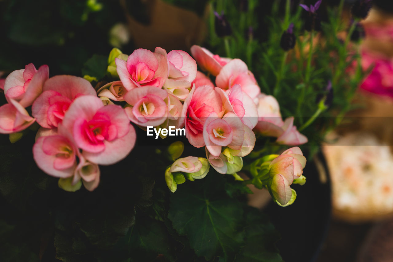 Close-up of pink flowering begonia