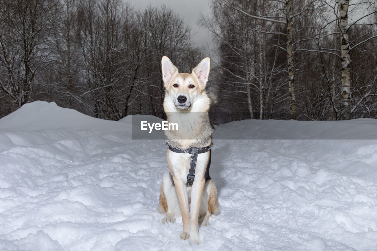 Portrait of dog sitting on snow covered land