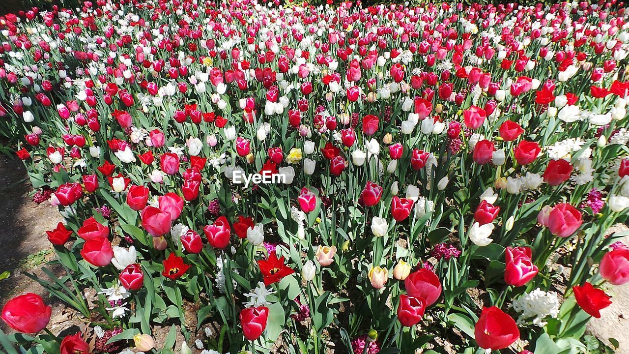 Close-up of colorful flowers