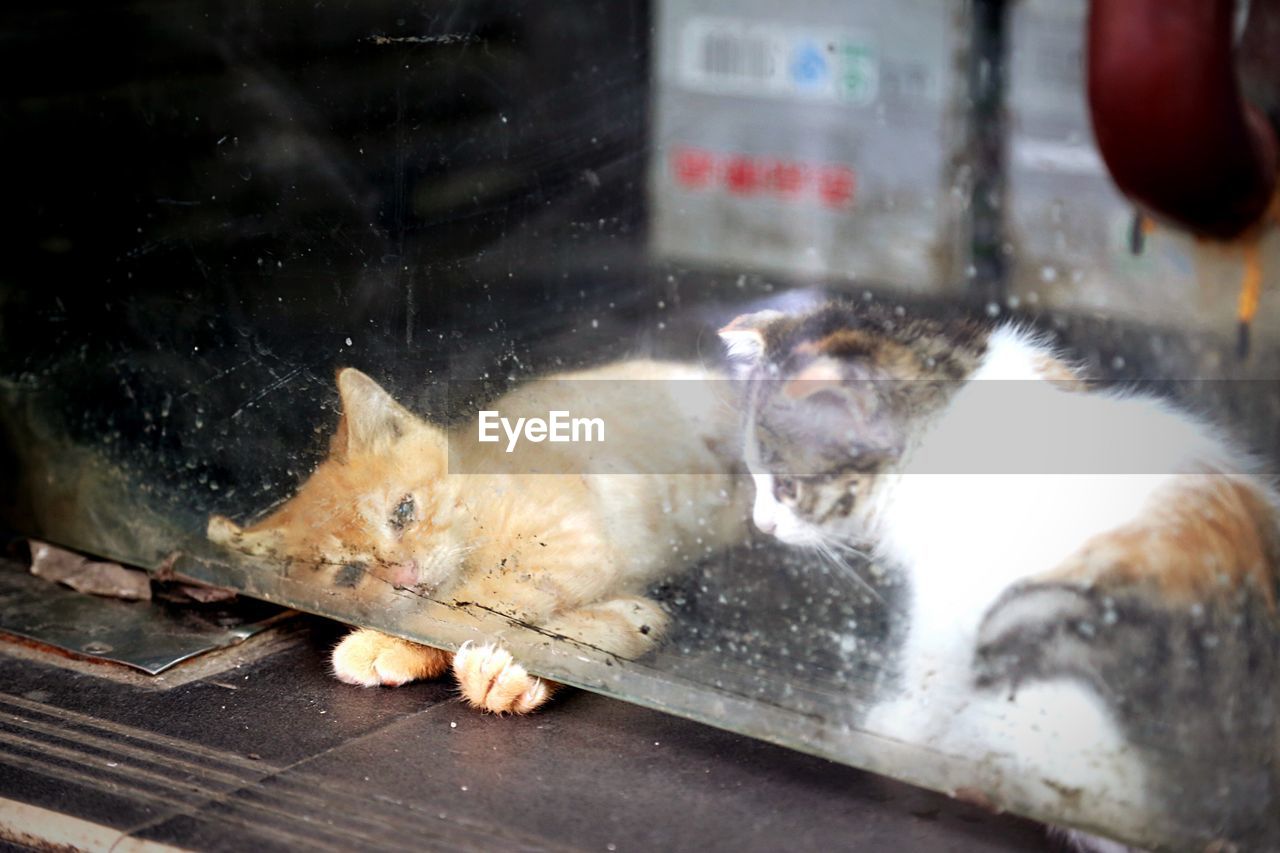 Cats seen through glass window