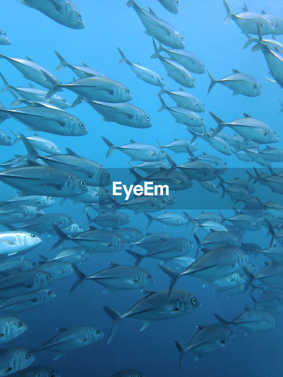 FISH IN SEA