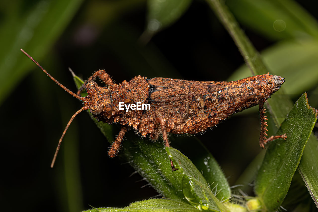 animal themes, animal, animal wildlife, one animal, nature, wildlife, macro photography, insect, close-up, no people, green, plant, animal body part, plant part, leaf, grasshopper, outdoors, macro, reptile, side view, environment, forest, magnification, full length, lizard, focus on foreground, tree, water, rainforest, limb