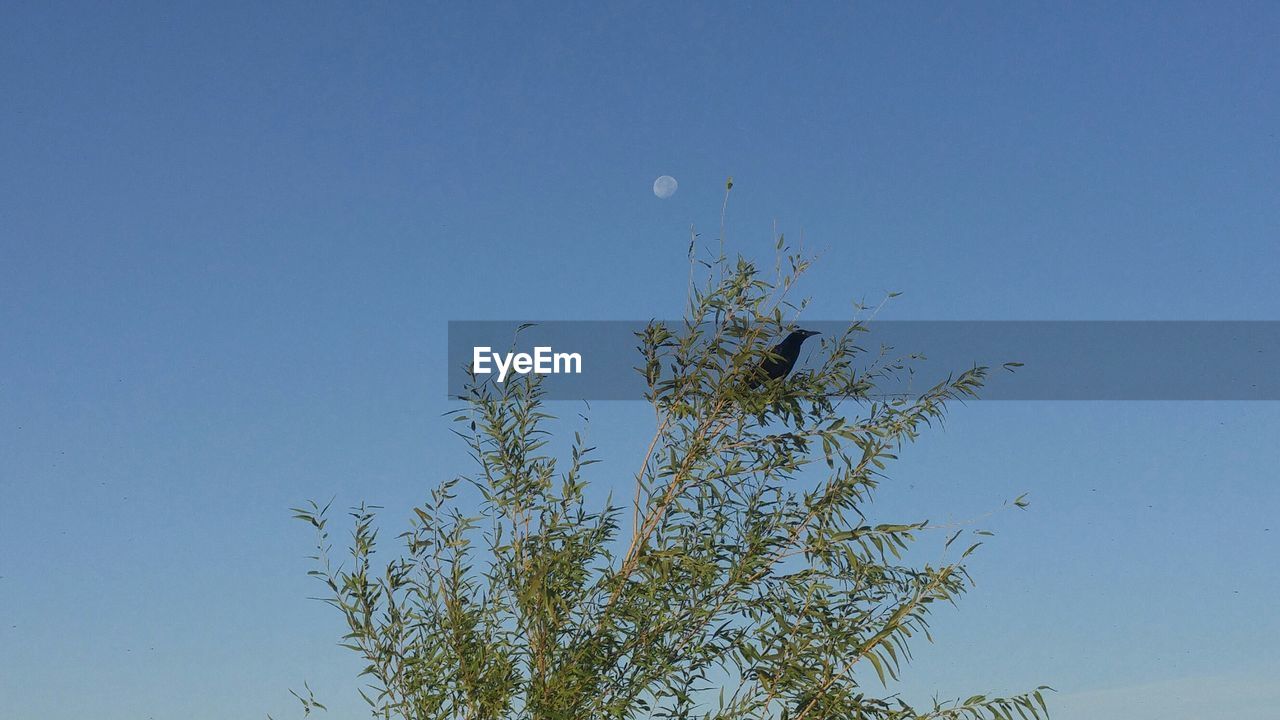 Low angle view of bird on tree against blue sky