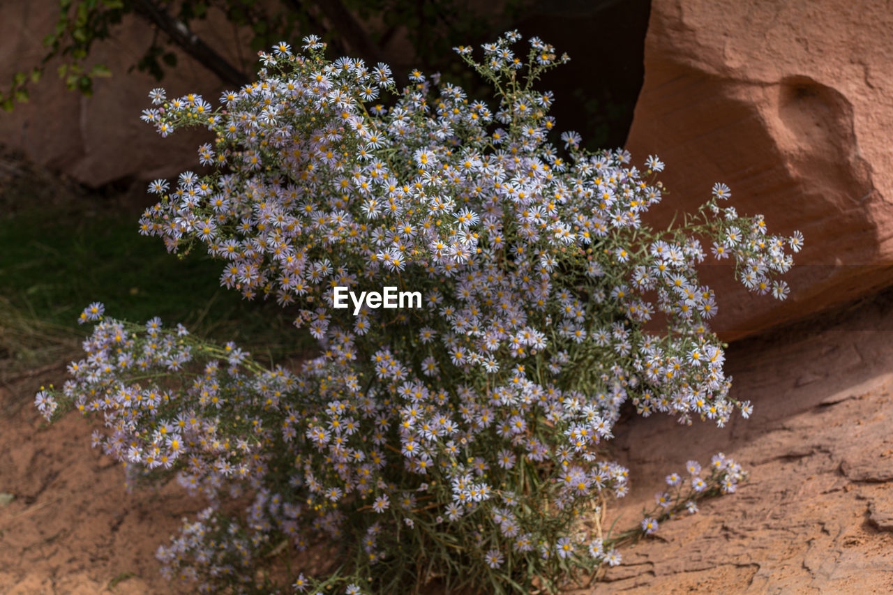 Full frame close-up view of wildflowers at the base of a boulder