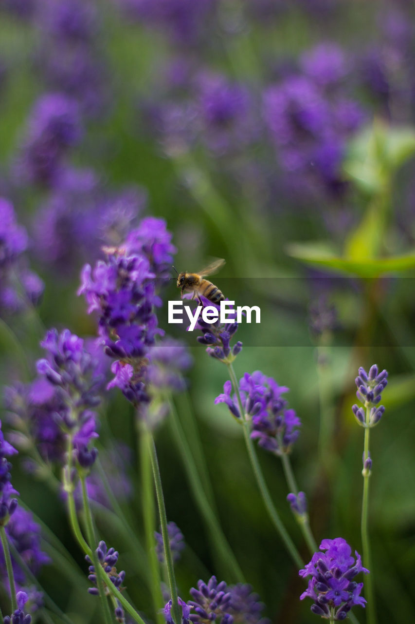 CLOSE-UP OF PURPLE FLOWERS BLOOMING OUTDOORS