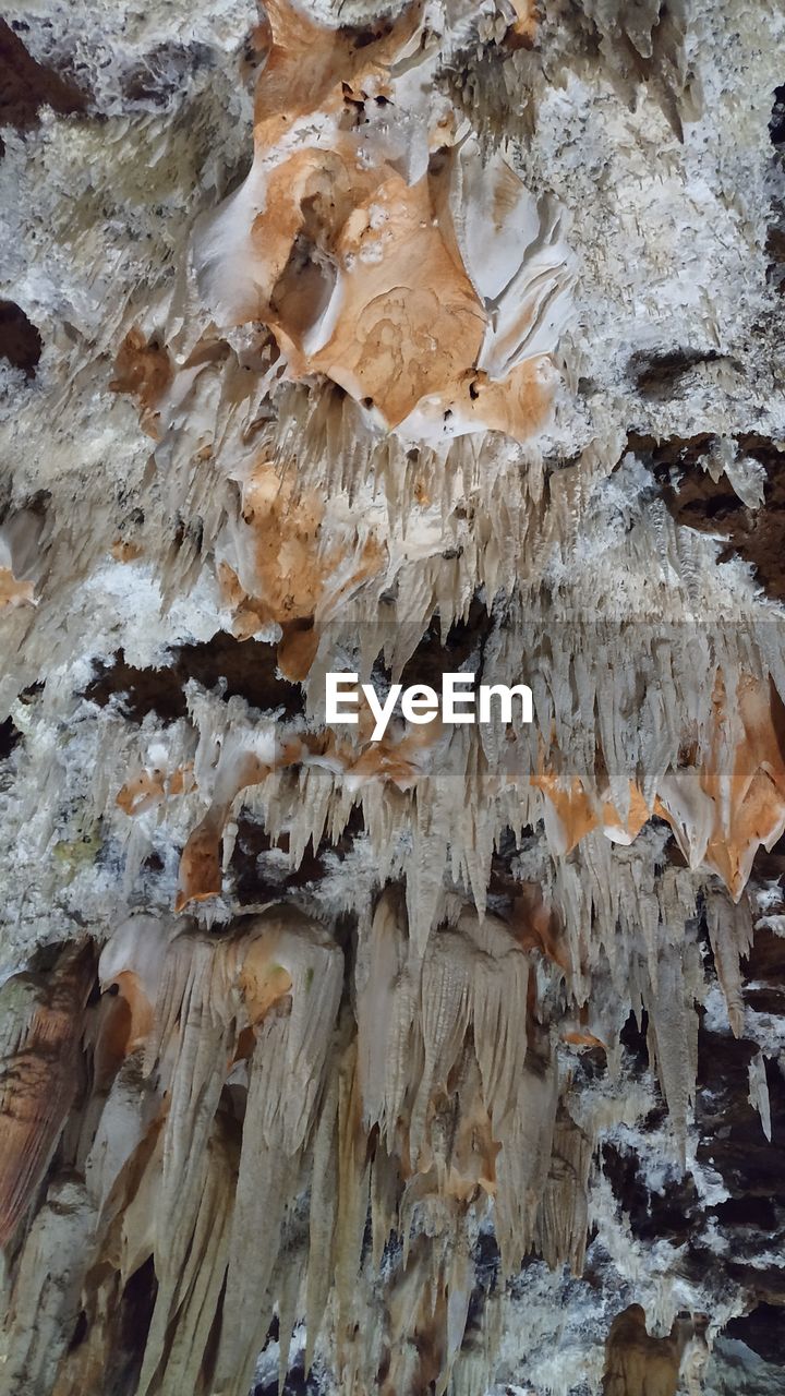 LOW ANGLE VIEW OF MUSHROOMS