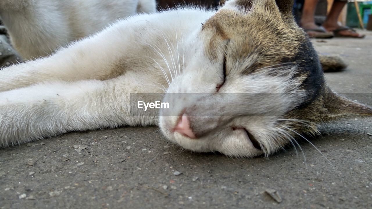 CLOSE-UP OF CAT SLEEPING