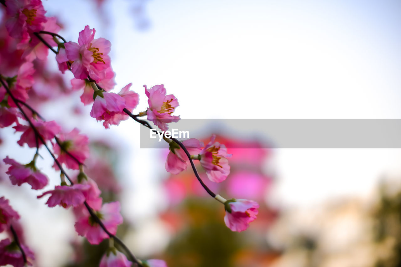 PINK CHERRY BLOSSOMS IN SPRING