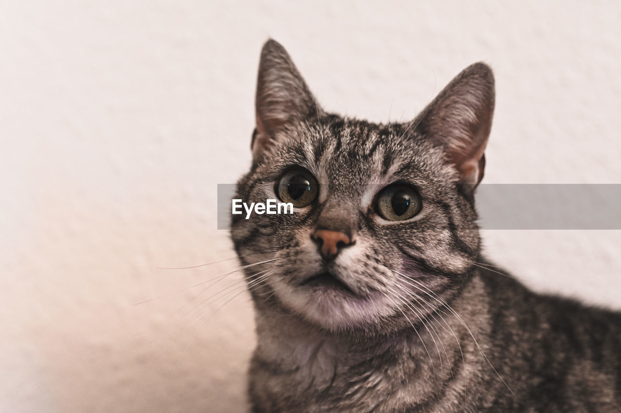 CLOSE-UP PORTRAIT OF BLACK CAT AGAINST WALL