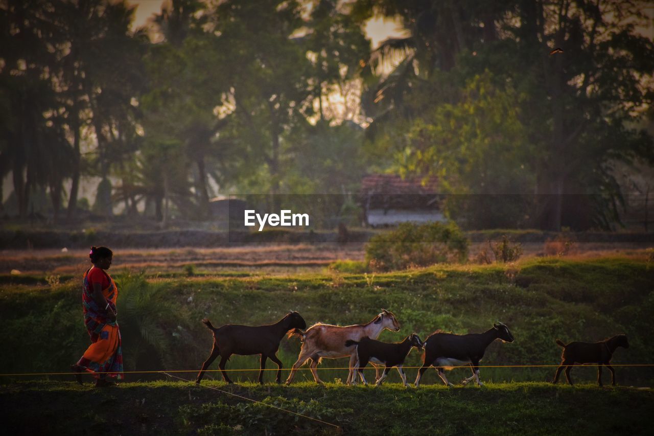 Side view of woman walking with goats on field