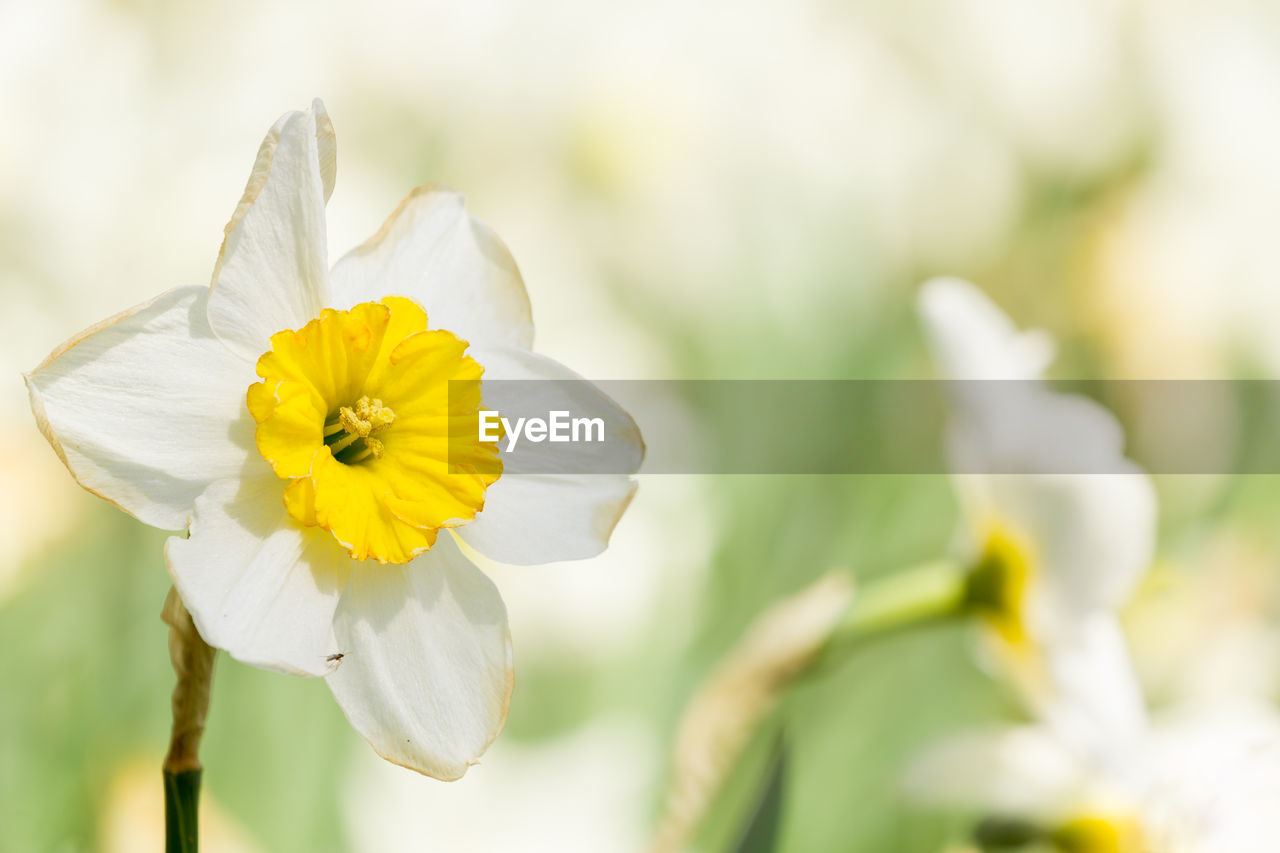 Close-up of white flowering plant