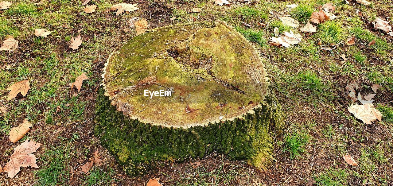 HIGH ANGLE VIEW OF LEAVES ON TREE STUMP IN FOREST