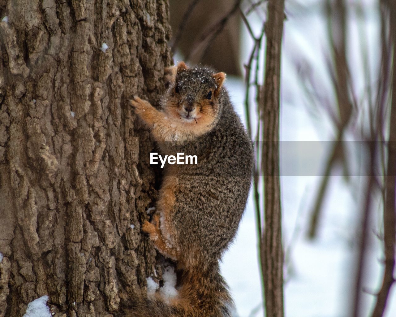 CLOSE-UP OF SQUIRREL