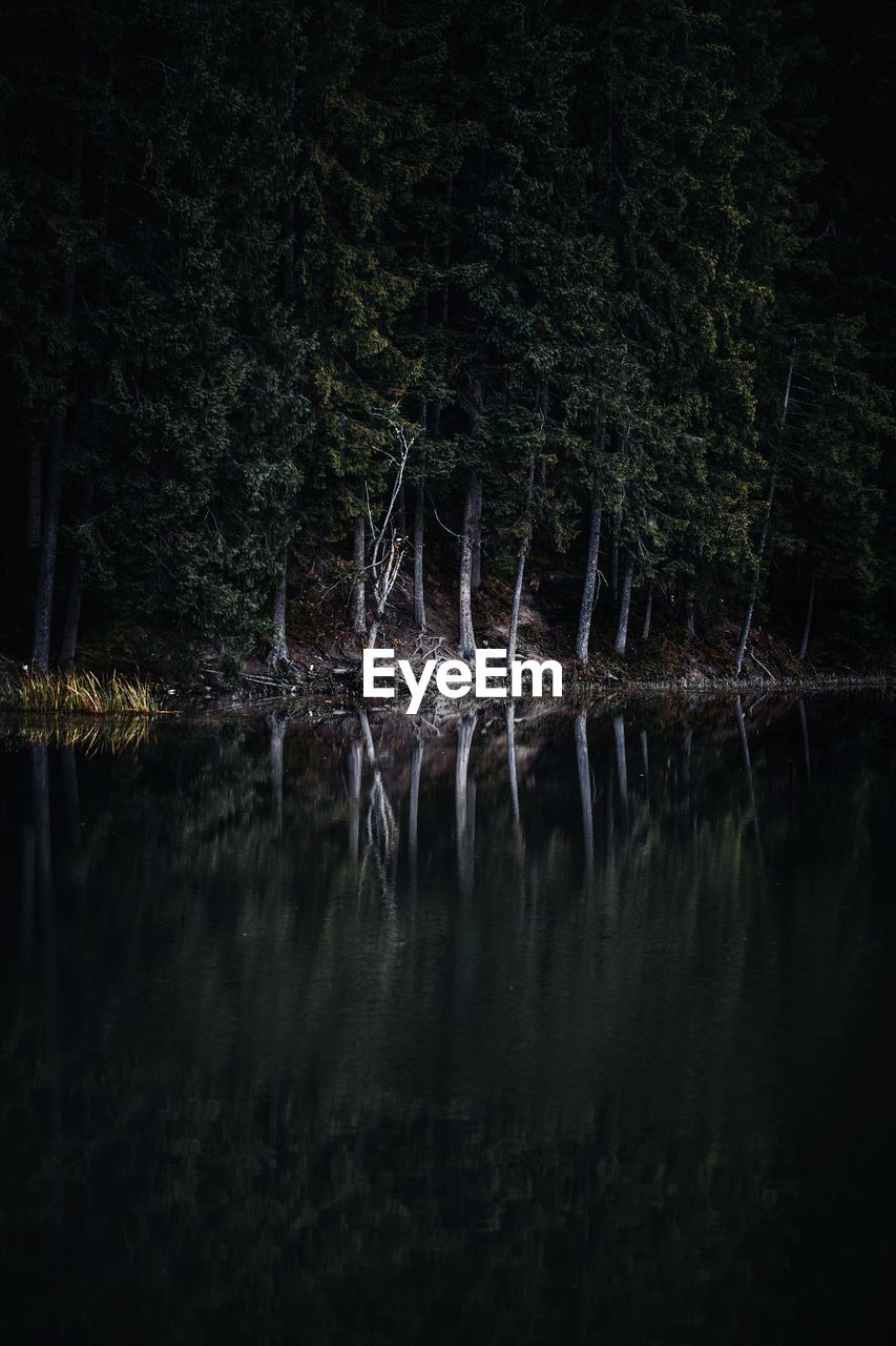 Reflection of trees in lake at night