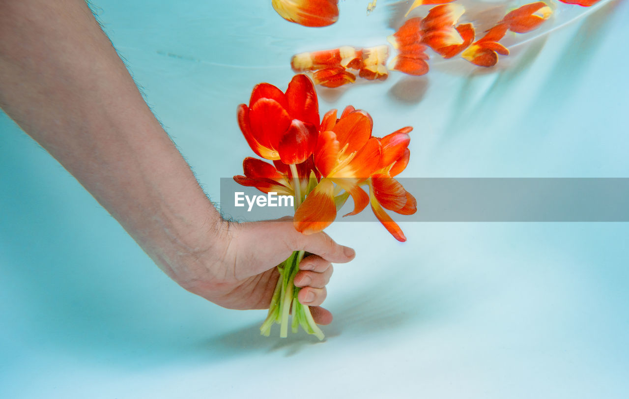 Person holding bouquet of tulip flowers underwater