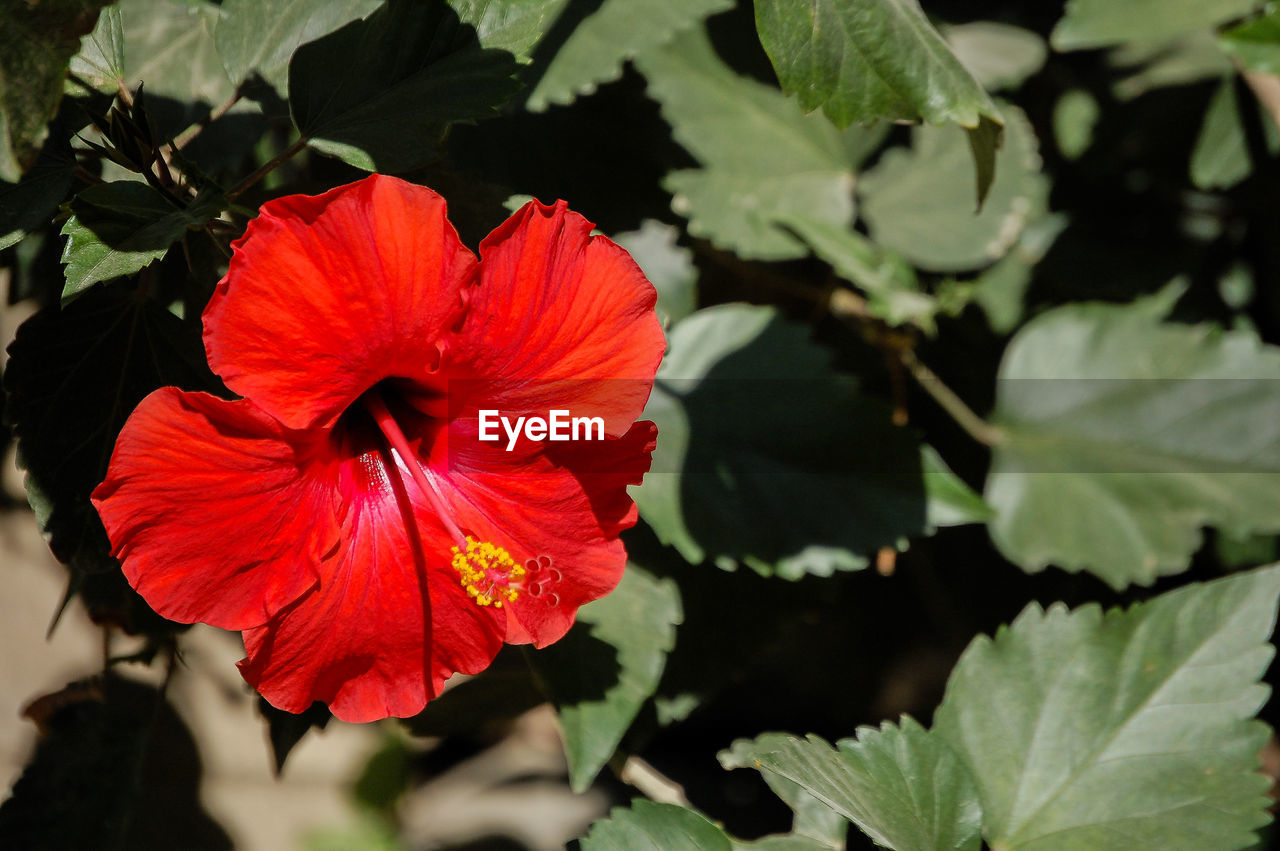 Close-up of red hibiscus flower