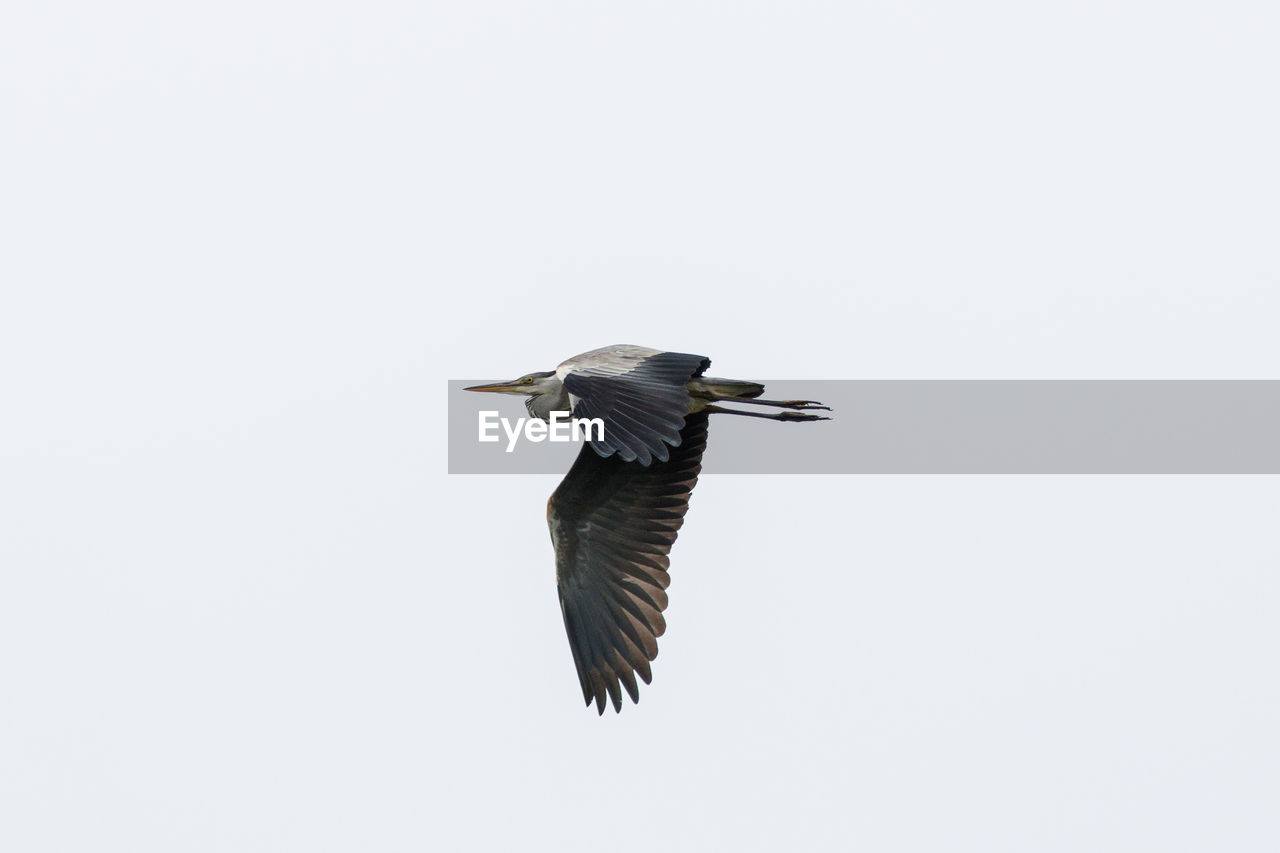 LOW ANGLE VIEW OF BIRD FLYING