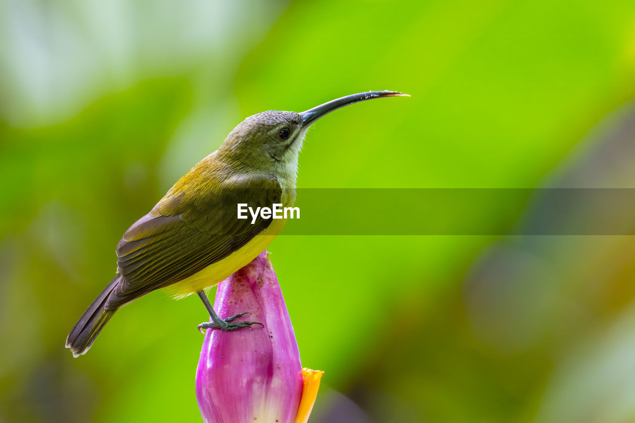 CLOSE-UP OF A BIRD PERCHING ON A PLANT