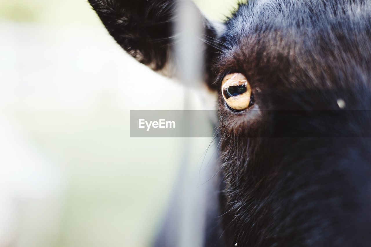 Close-up portrait of goat