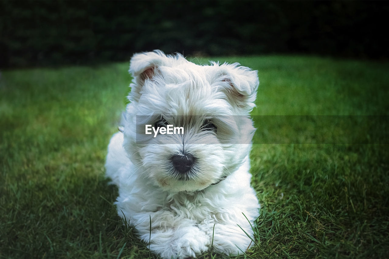 Close-up portrait of white dog on field