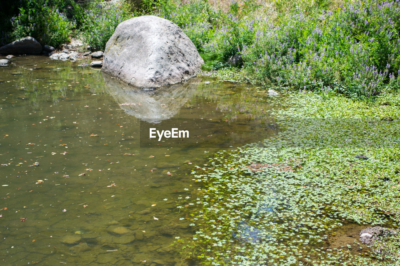 HIGH ANGLE VIEW OF TURTLE SWIMMING IN GRASS