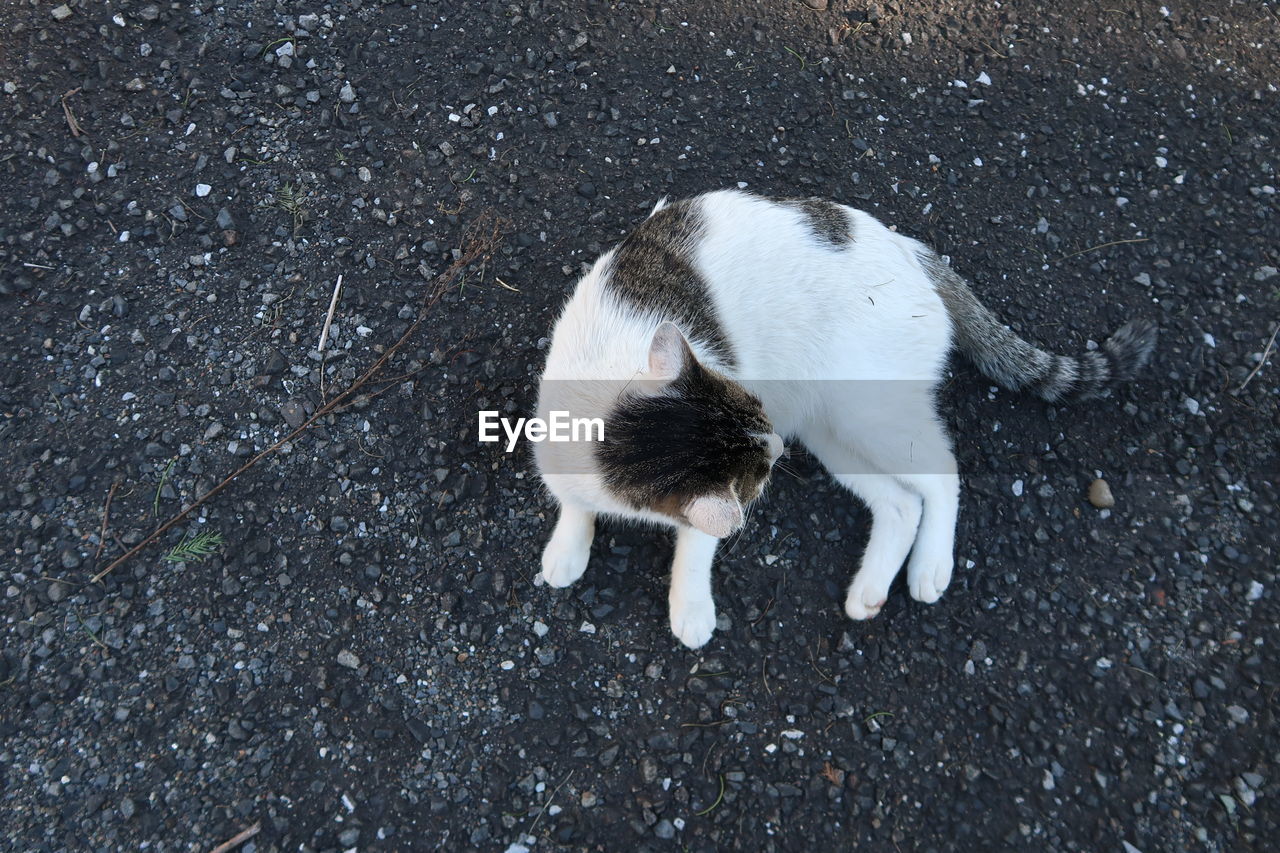 HIGH ANGLE VIEW OF CAT ON ROAD