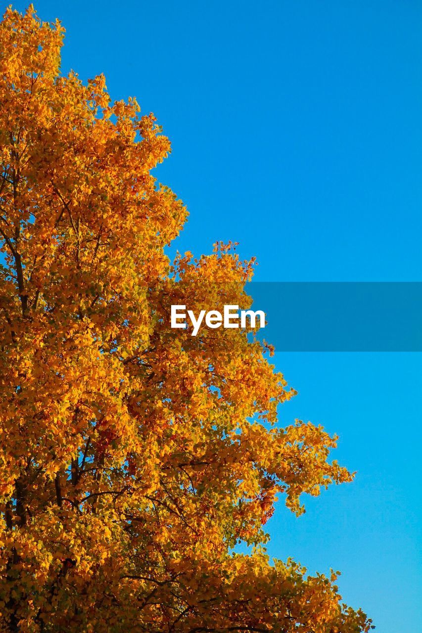 LOW ANGLE VIEW OF TREE AGAINST BLUE SKY