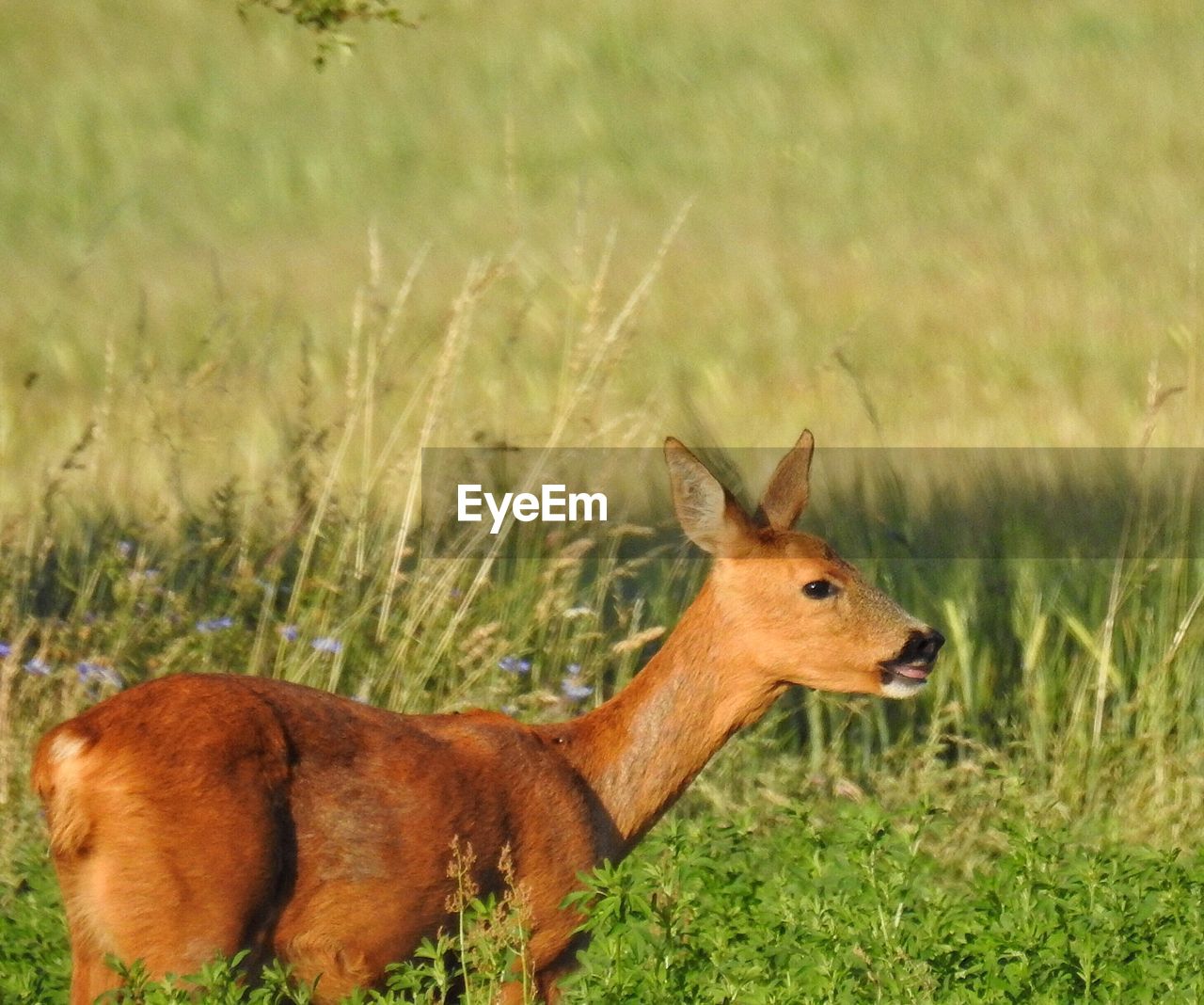 Close-up of deer on field