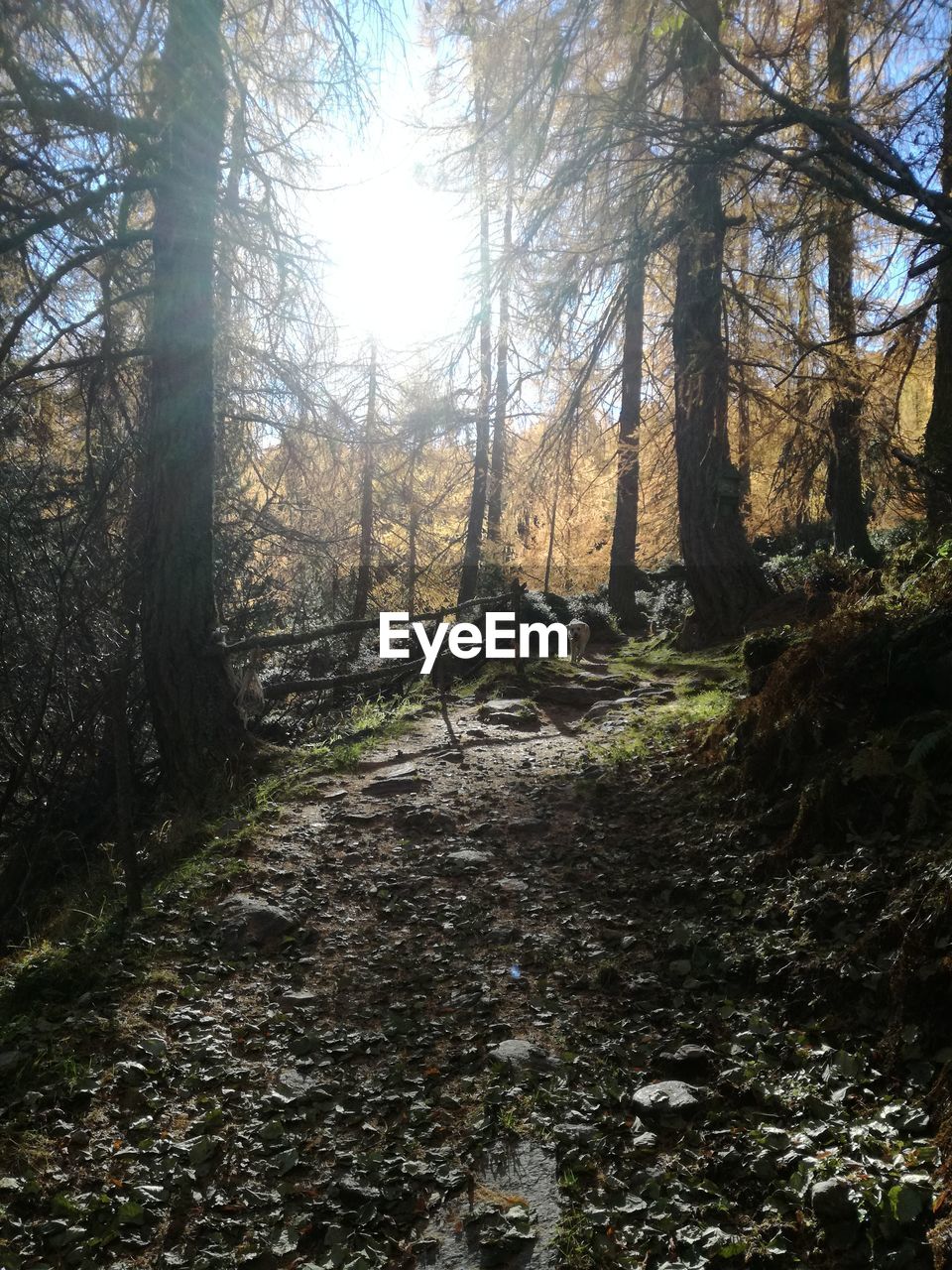 TRAIL AMIDST TREES IN FOREST