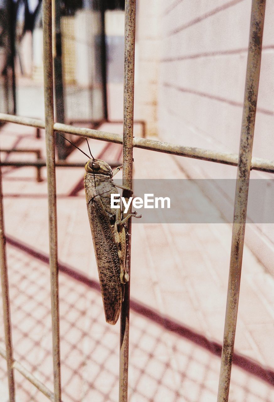 Close-up of grasshopper in cage