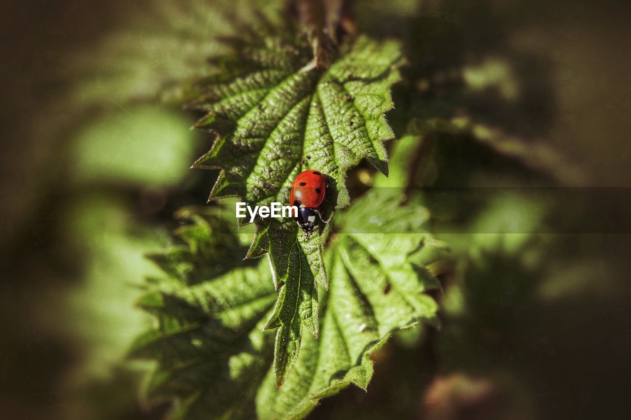 CLOSE-UP OF LADYBUG ON PLANT LEAF