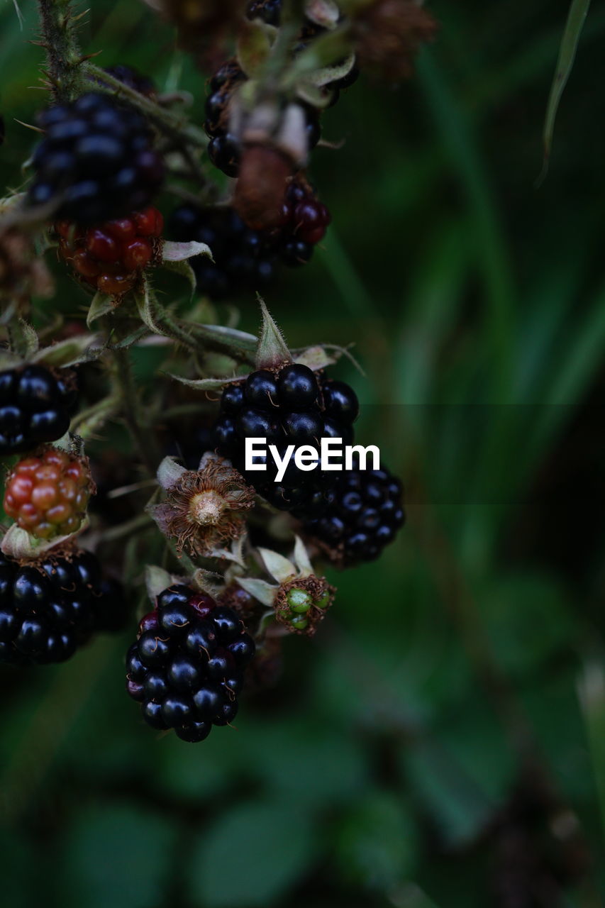 close-up of berries growing on plant