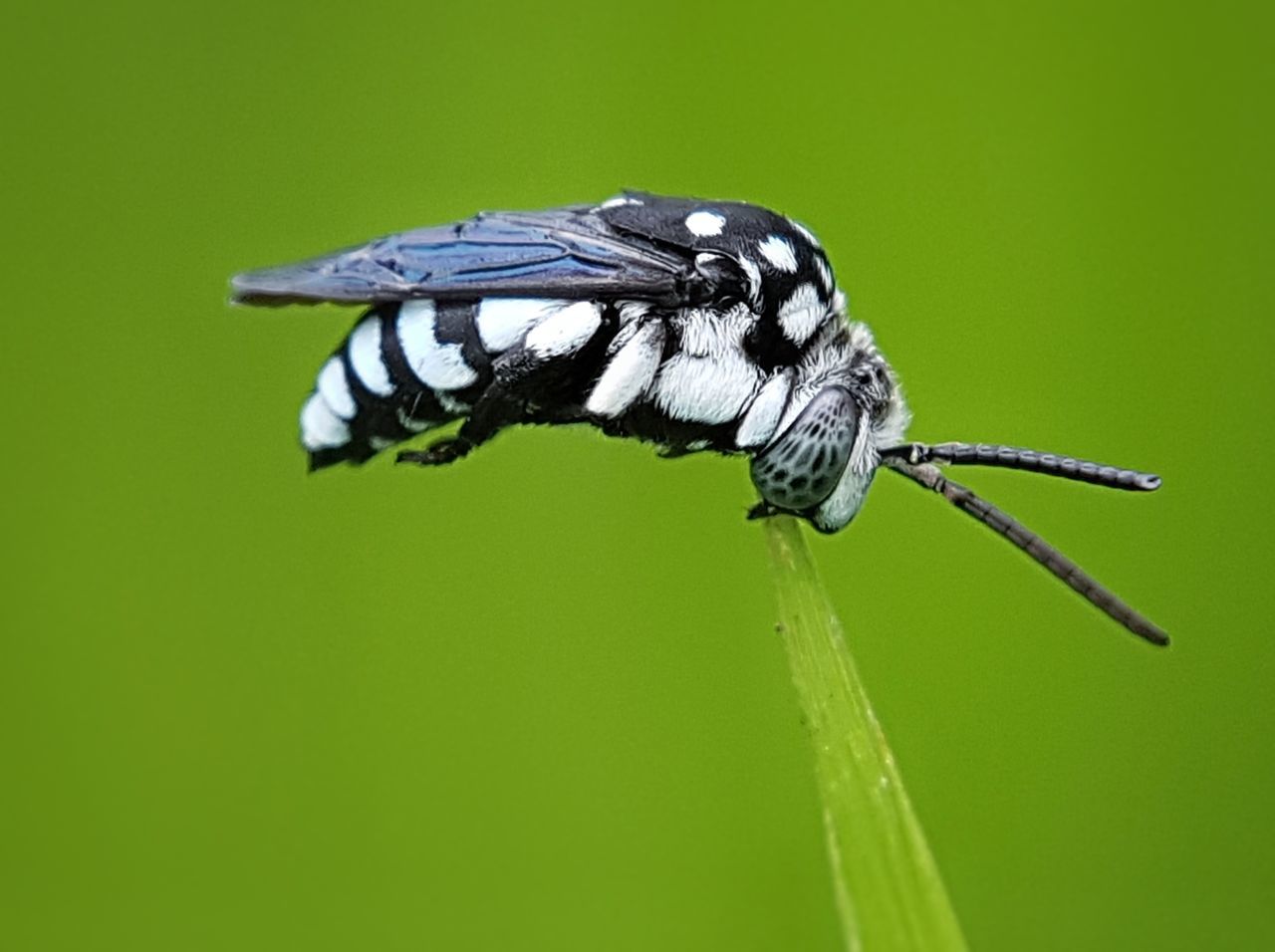 CLOSE-UP OF INSECT