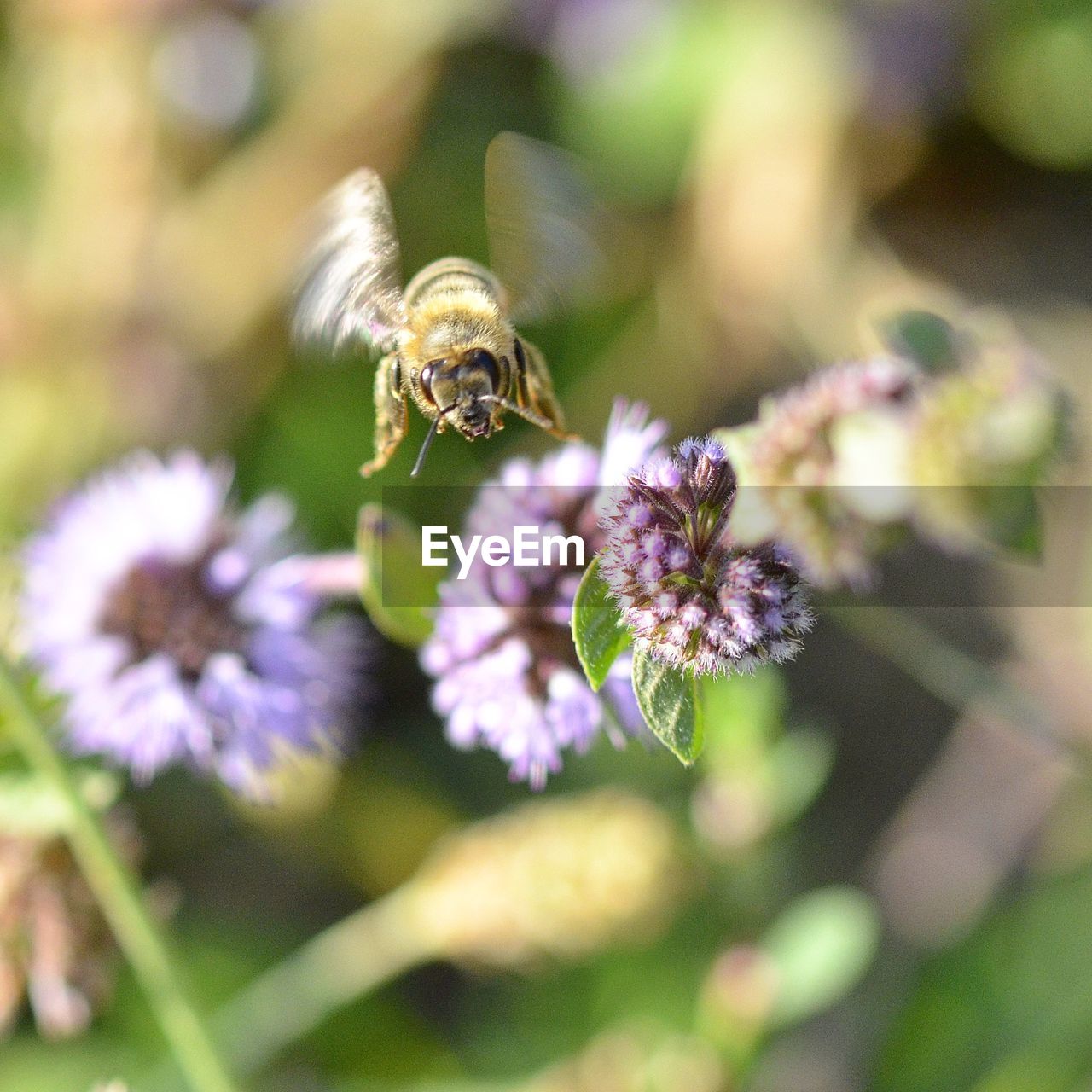 CLOSE-UP OF BUMBLEBEE ON PURPLE FLOWERING PLANT