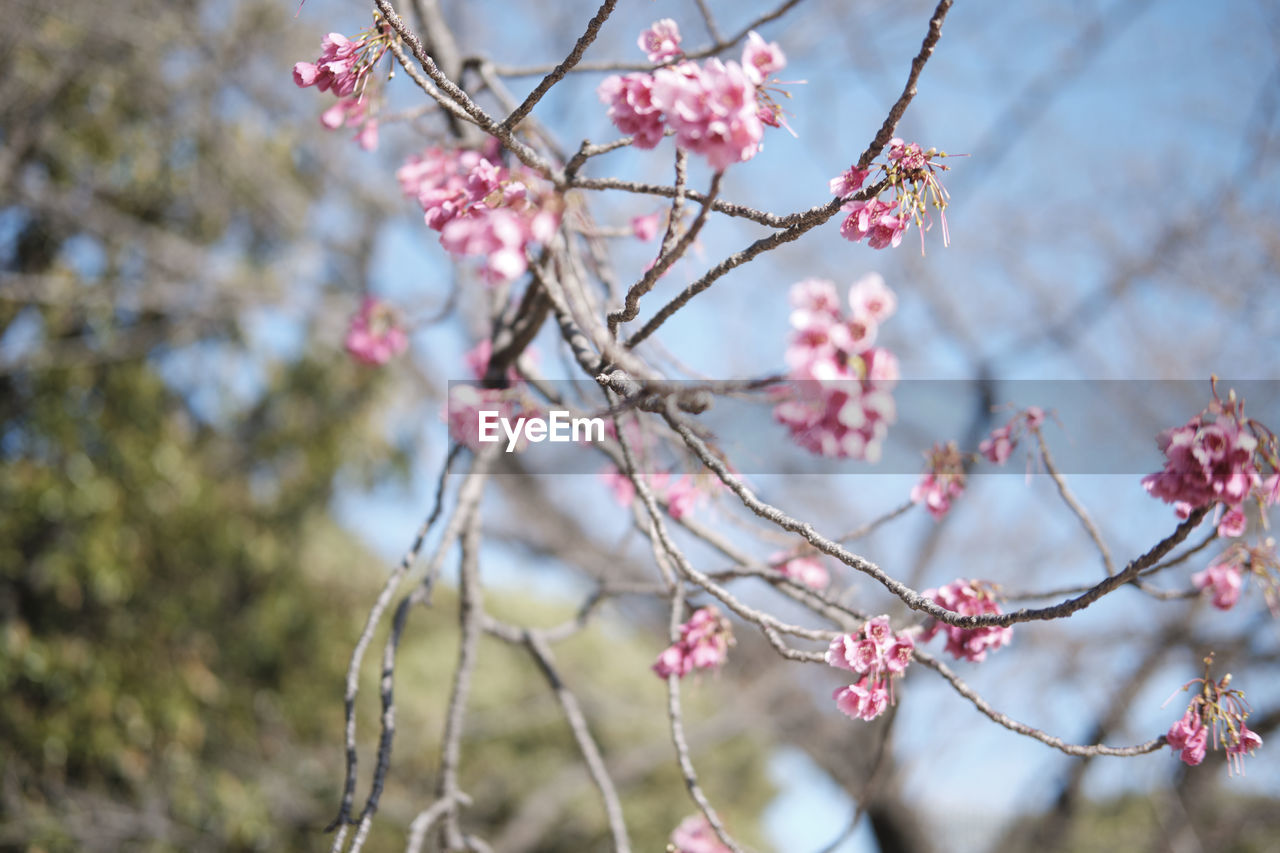 Low angle view of cherry blossom