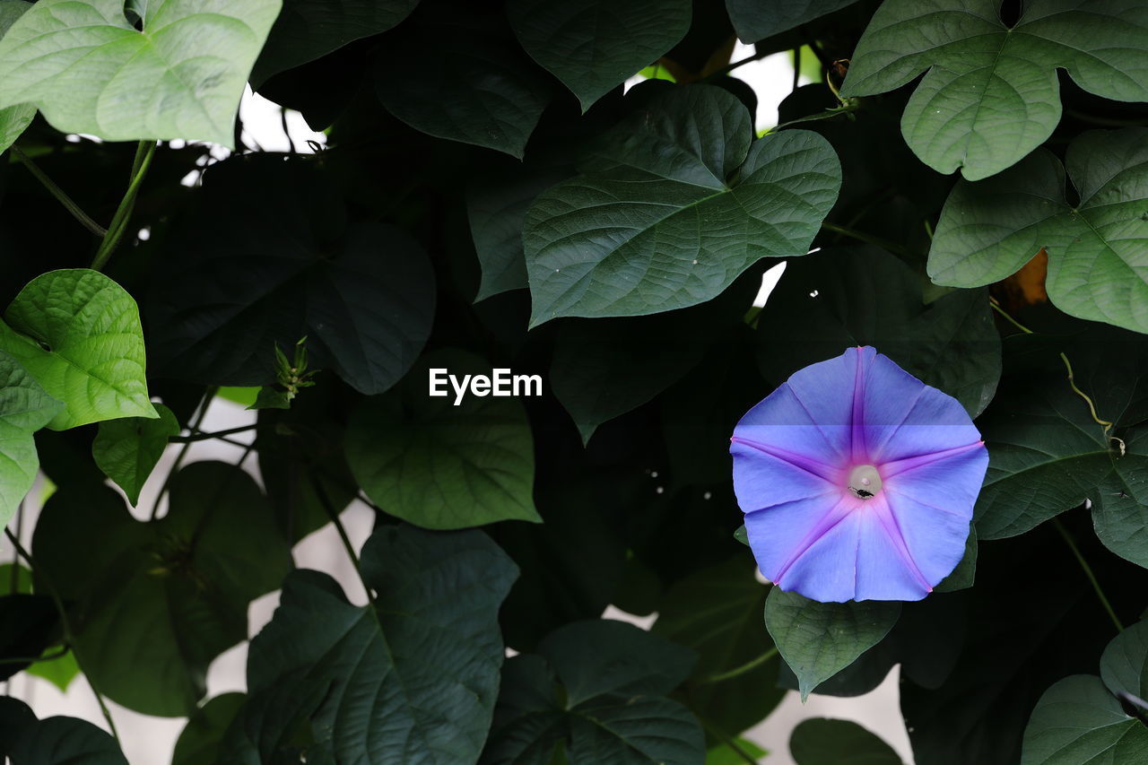 CLOSE-UP OF FLOWERING PLANT