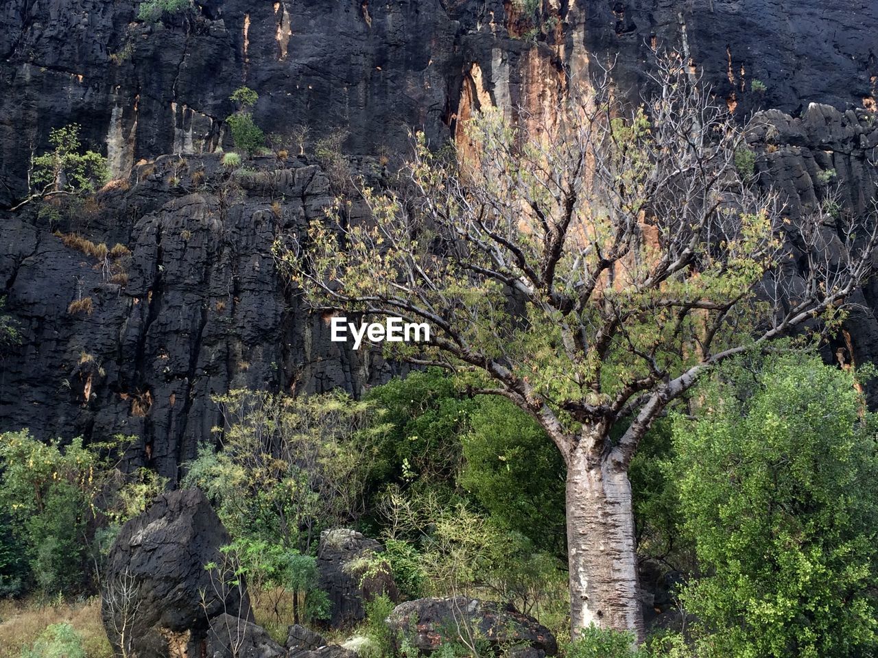 TREES IN A FOREST