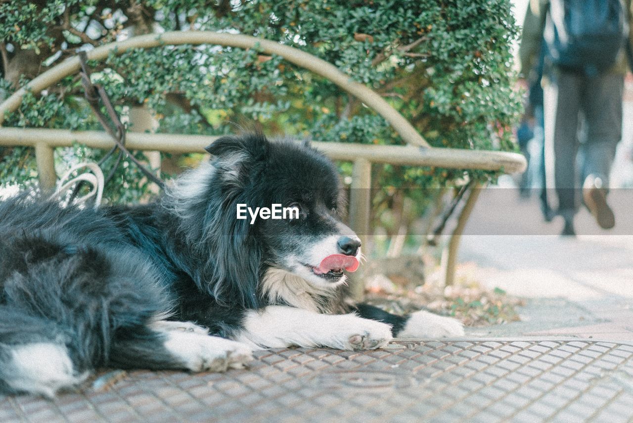 CLOSE-UP OF DOG LYING DOWN ON FLOOR