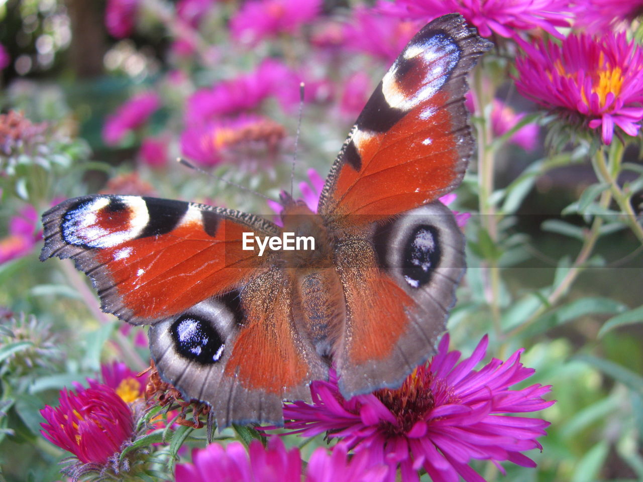 CLOSE-UP OF BUTTERFLY POLLINATING ON PURPLE FLOWER