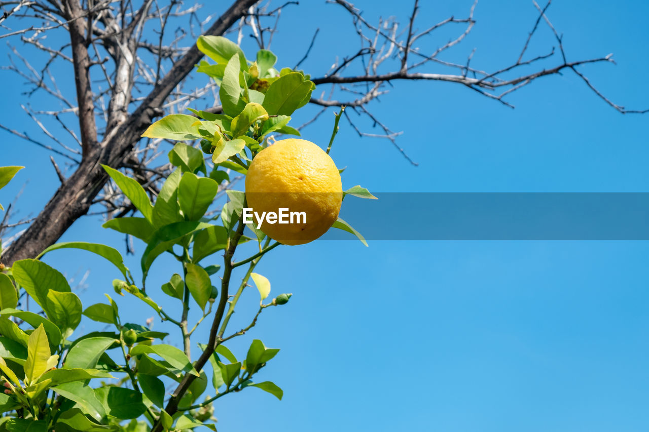 LOW ANGLE VIEW OF FRUITS ON TREE AGAINST SKY