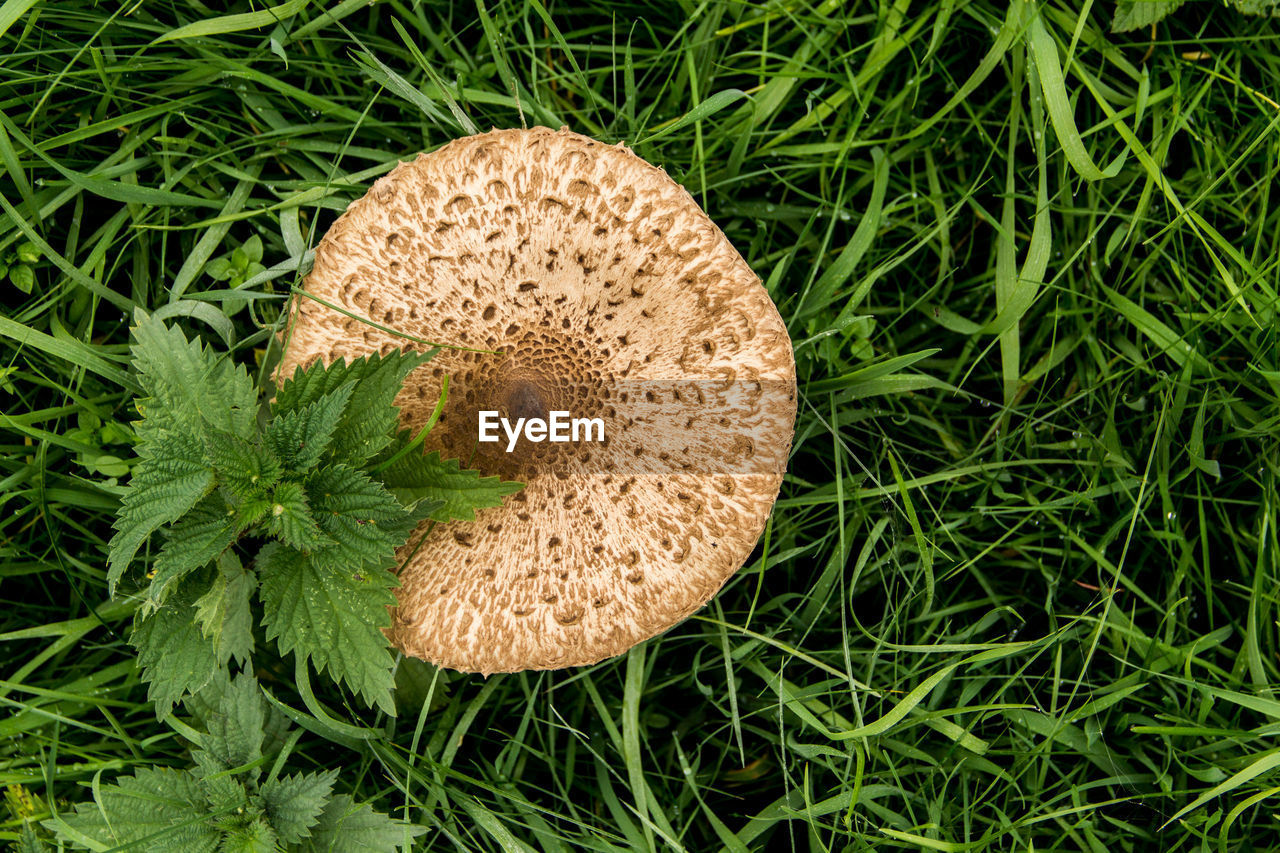 High angle view of mushroom on grass