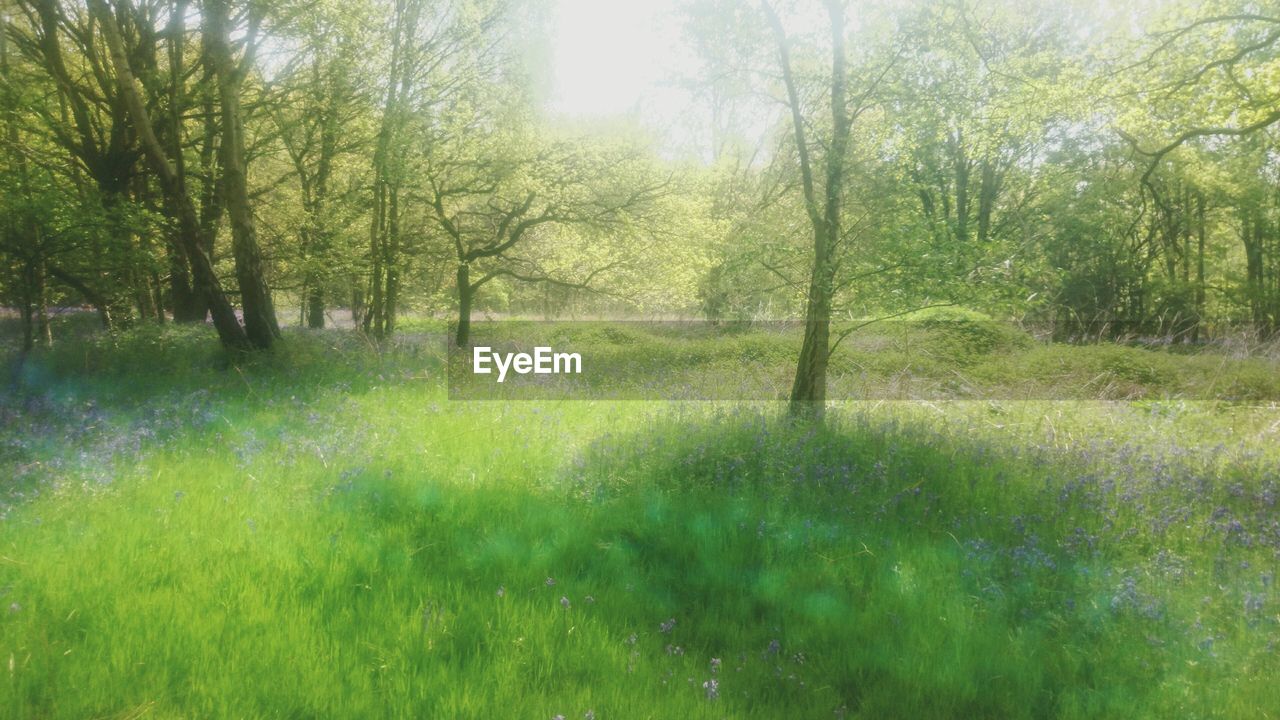 TREES ON GRASSY FIELD