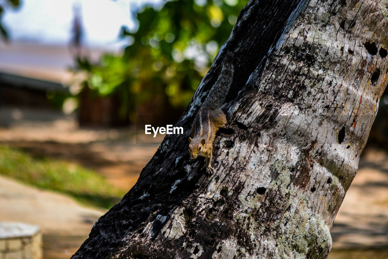 Close-up of a squirrel on a tree trunk