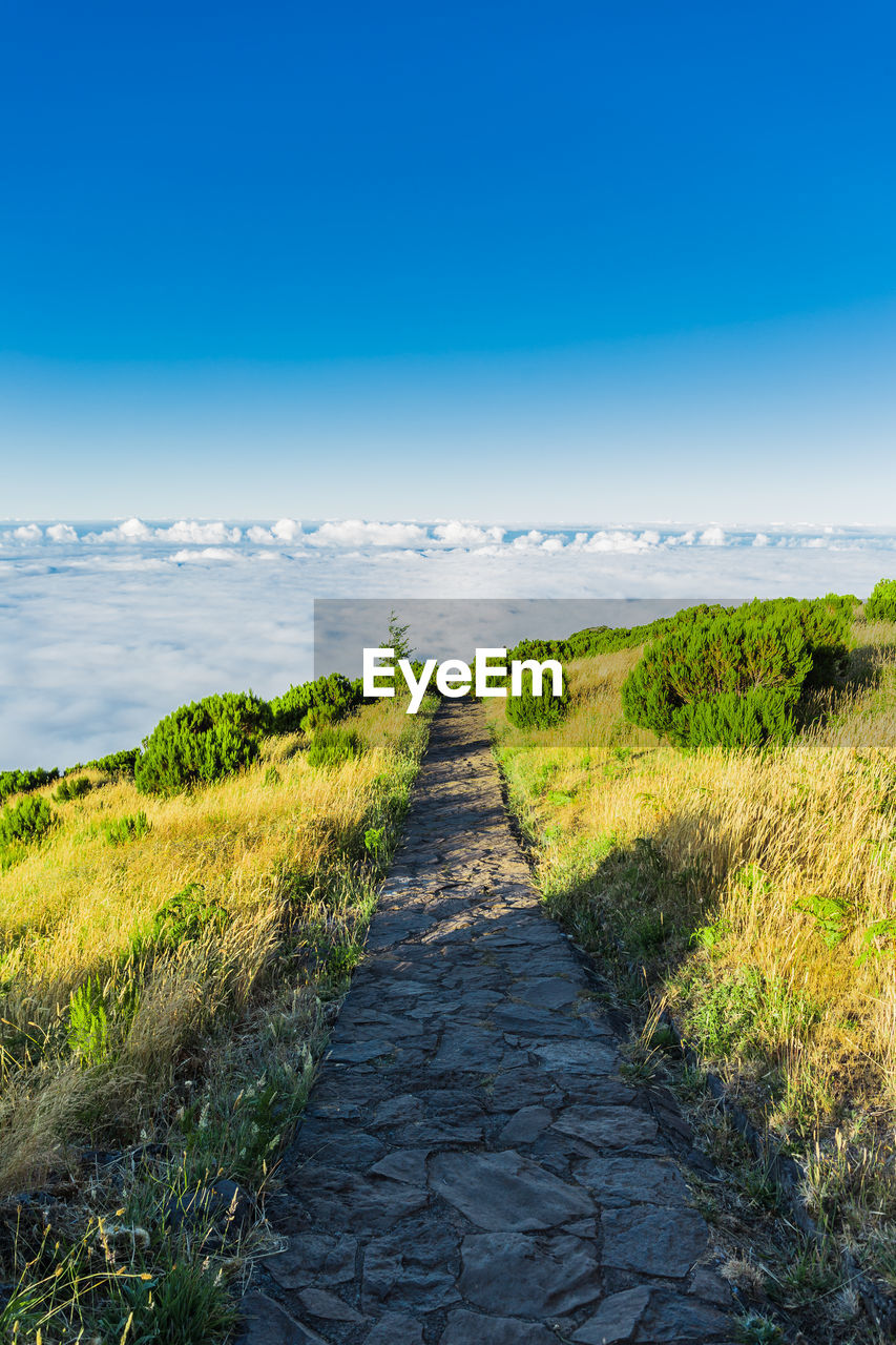 FOOTPATH AMIDST PLANTS ON FIELD