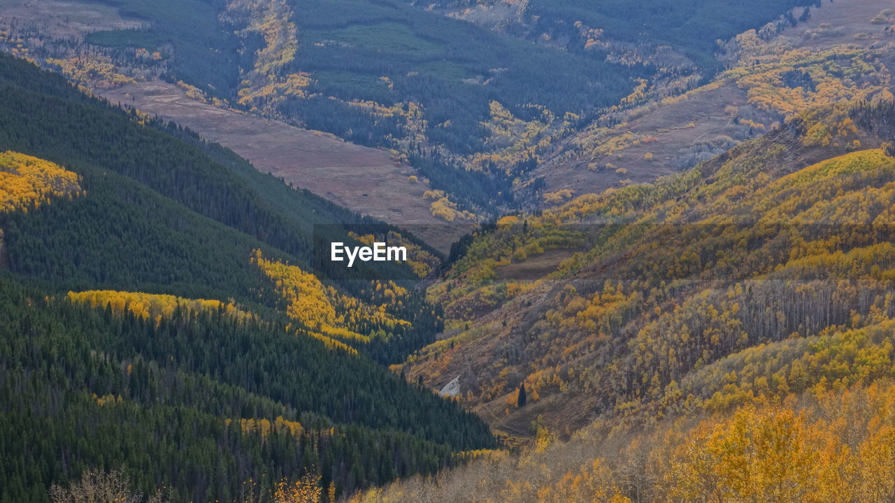 High angle view of pine trees in forest during autumn