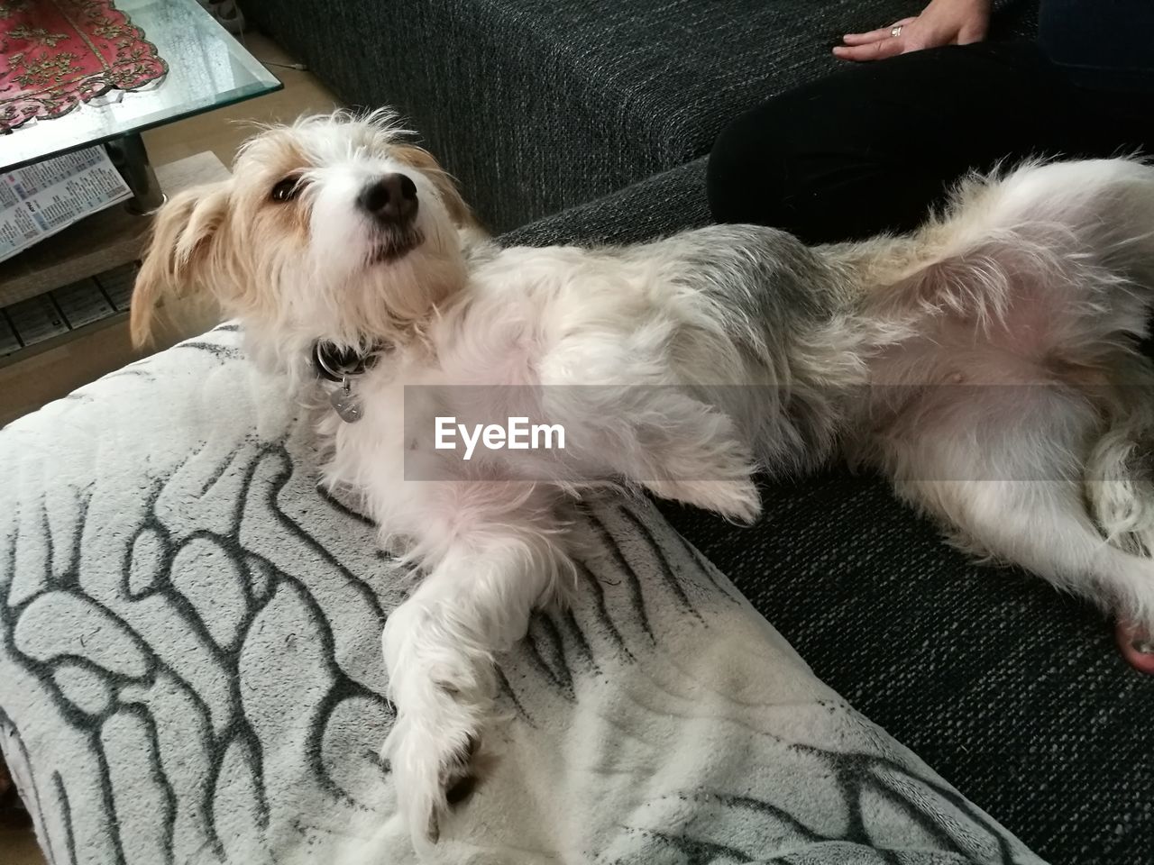 DOG LYING DOWN ON SOFA AT HOME