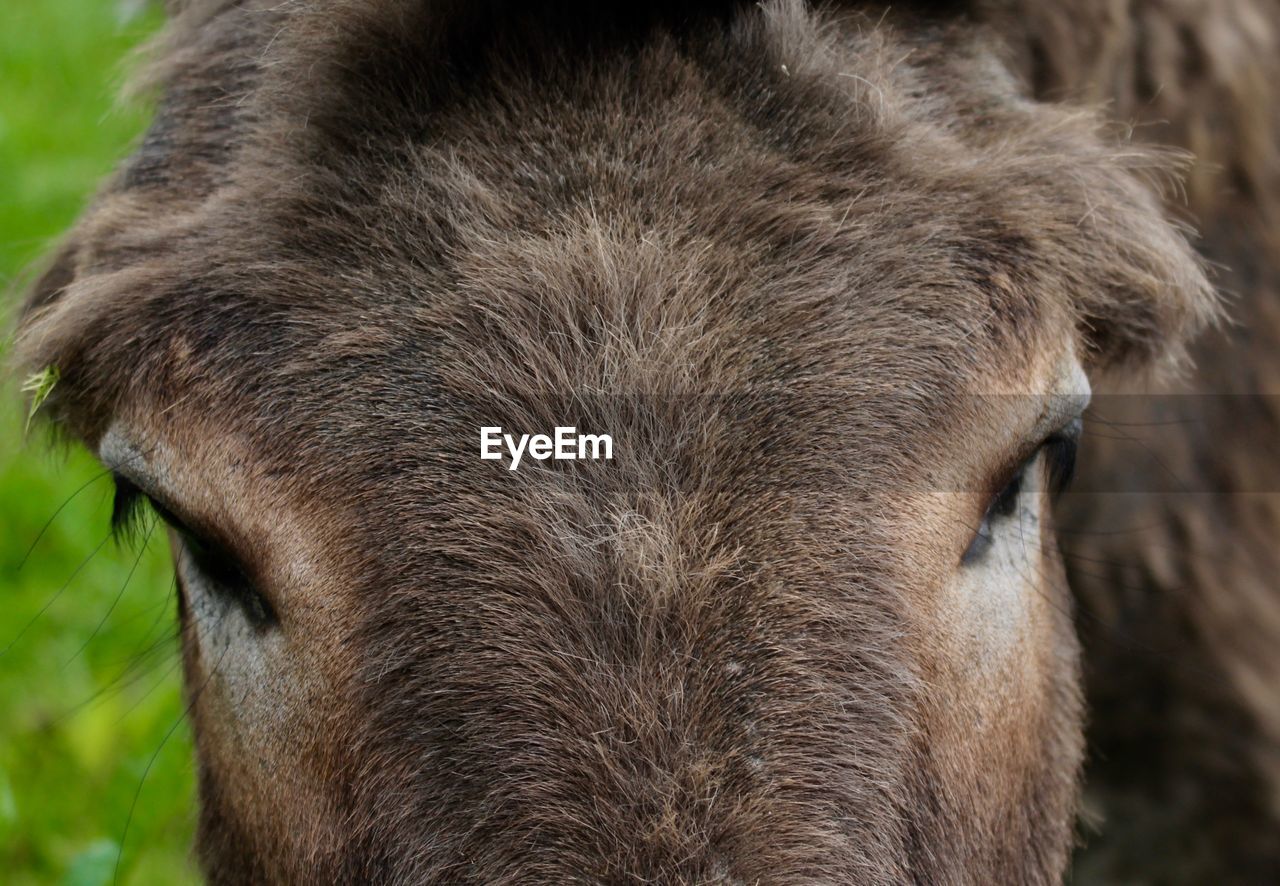 Close-up of donkey