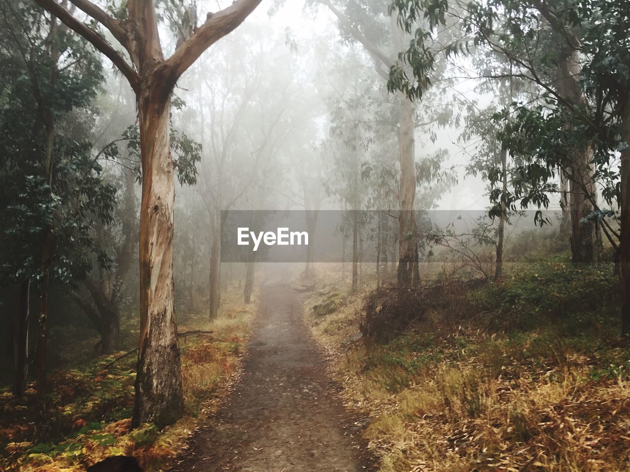 Pathway along trees in the forest