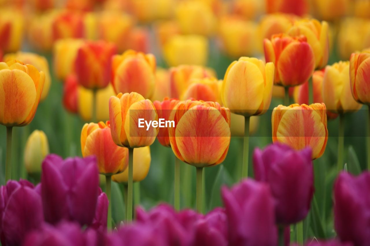 Close-up of tulips blooming outdoors